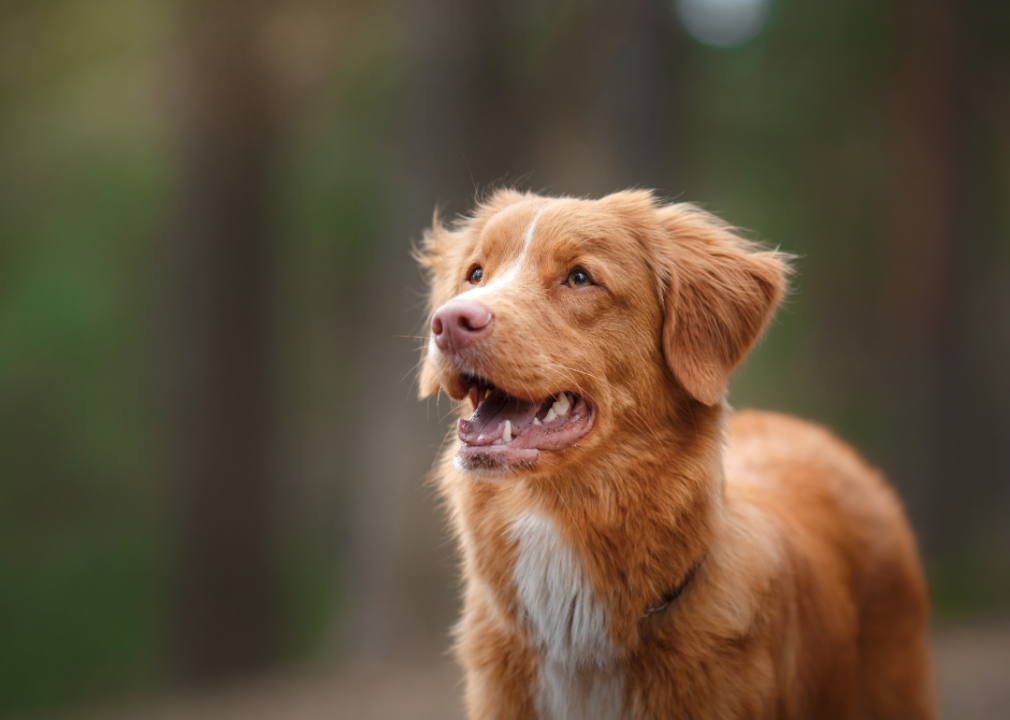 #24. Nova Scotia duck tolling retriever (tie)